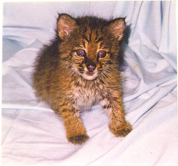 Baby Bobcat